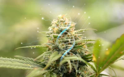 Medical Cannabis; The Definitive Guide