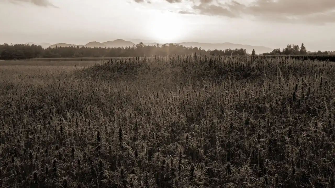 Living in Chronic Pain